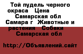 Той пудель черного окраса › Цена ­ 25 000 - Самарская обл., Самара г. Животные и растения » Собаки   . Самарская обл.